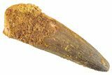 Fossil Spinosaurus Tooth - Real Dinosaur Tooth #343583-1